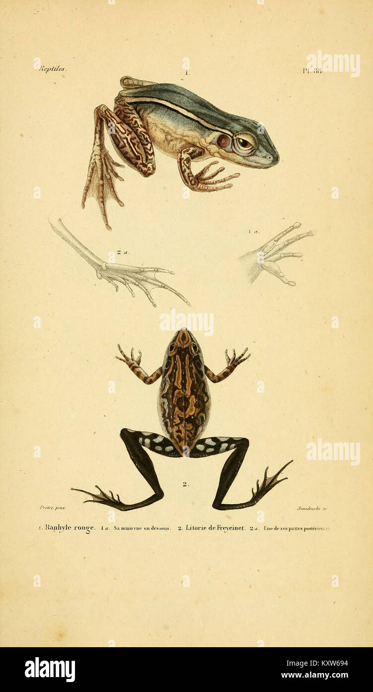 This work is a comprehensive study of herpetology, focusing on the biology, ecology, and classification of reptiles. It explores various aspects of reptile life, from anatomy to environmental interactions. Stock Photo