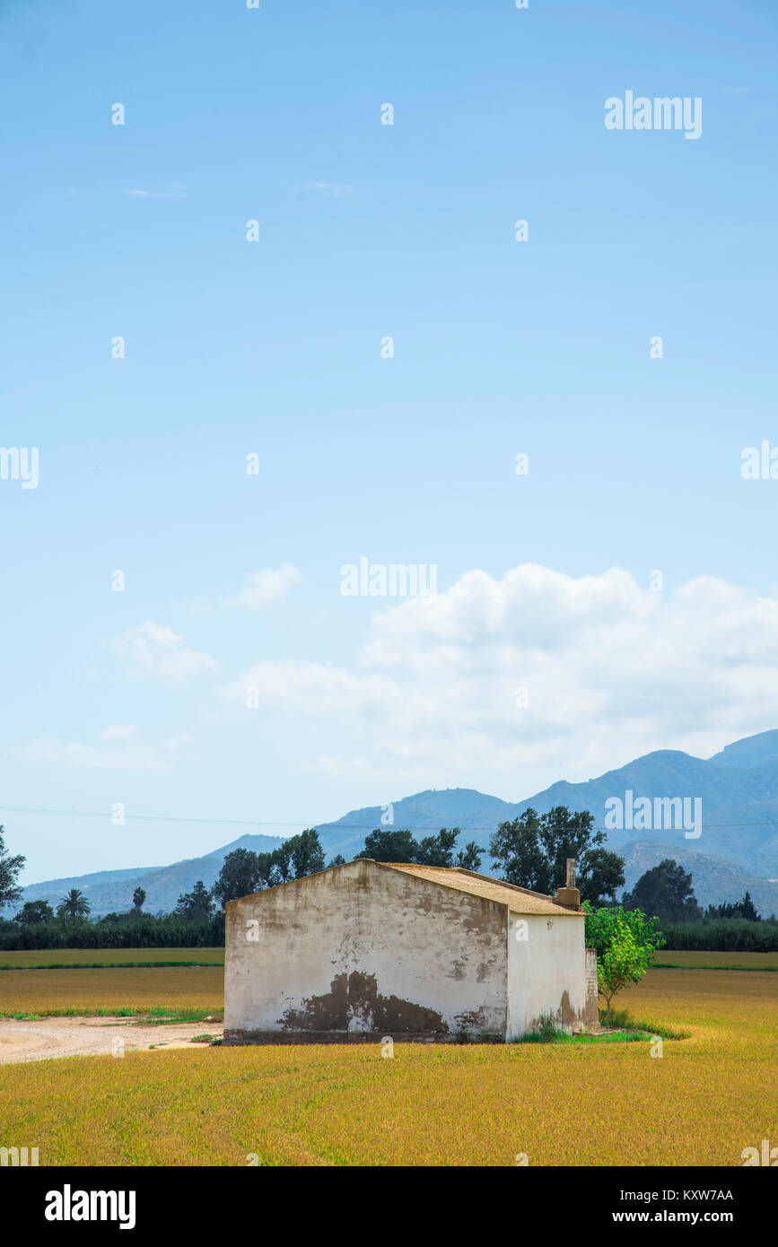 a view of a paddy field and a rustic shelter in the Ebro Delta, in Catalonia, Spain, with the ripe rice in the plant before harvesting, with a blank s Stock Photo