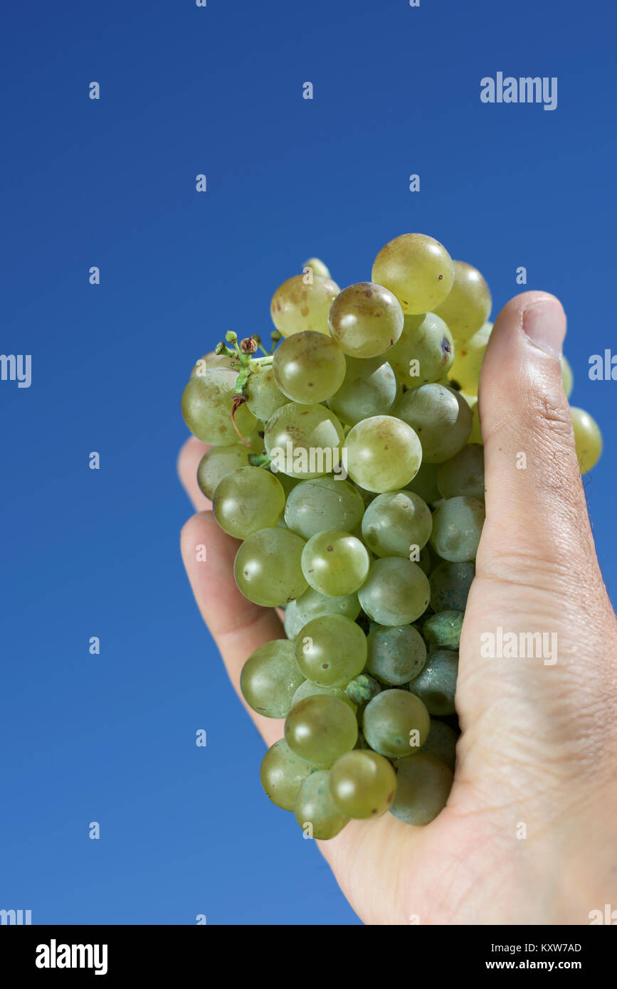 closeup of the hand of a young caucasian man with a bunch of white grapes against the blue sky with some blank space on top Stock Photo