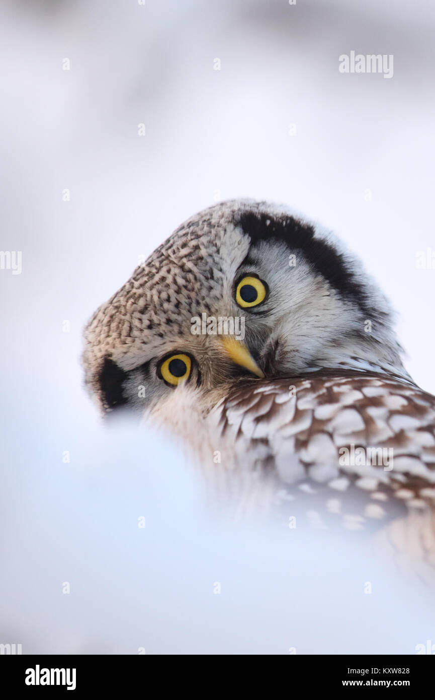 Portrait of wild Hawk Owl (Surnia ulula), Europe Stock Photo