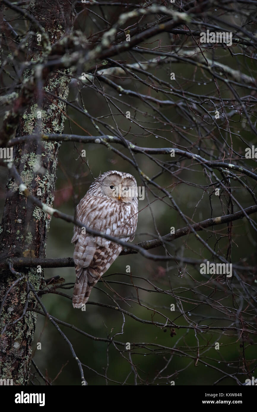 Wild Ural Owl (Strix uralensis), Europe Stock Photo