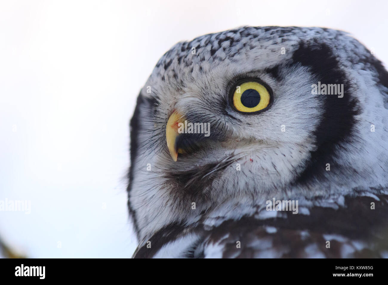 Portrait of wild Hawk Owl (Surnia ulula), Europe Stock Photo