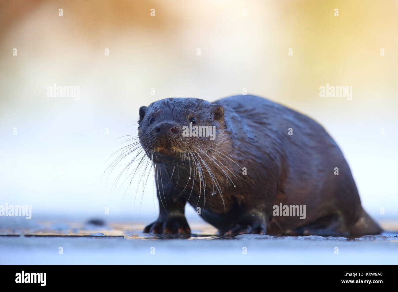 Portrait of wild European otter (Lutra lutra), Europe Stock Photo