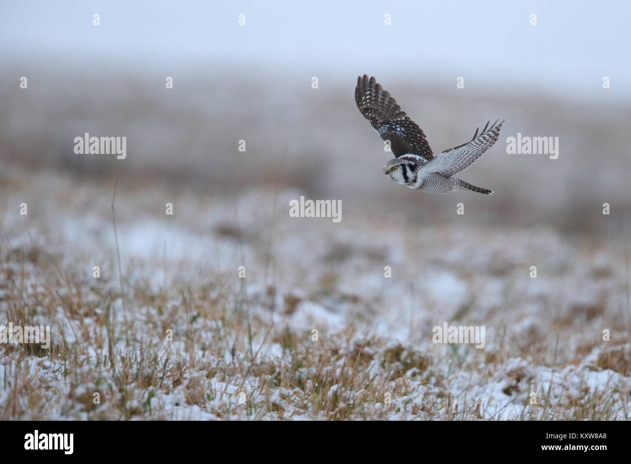 Hunting northern Hawk Owl (Surnia ulula), Europe Stock Photo