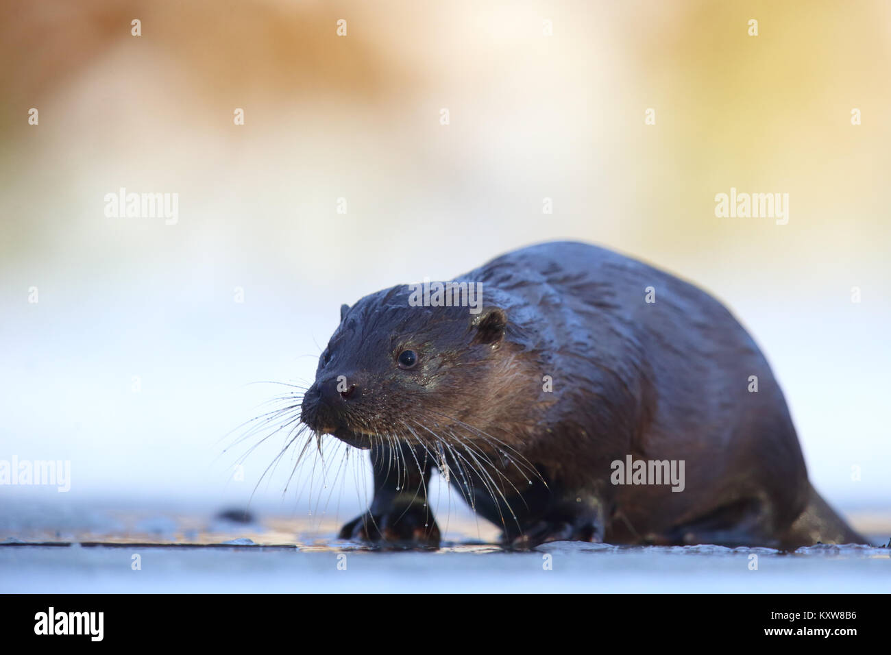 Portrait of wild European otter (Lutra lutra), Europe Stock Photo