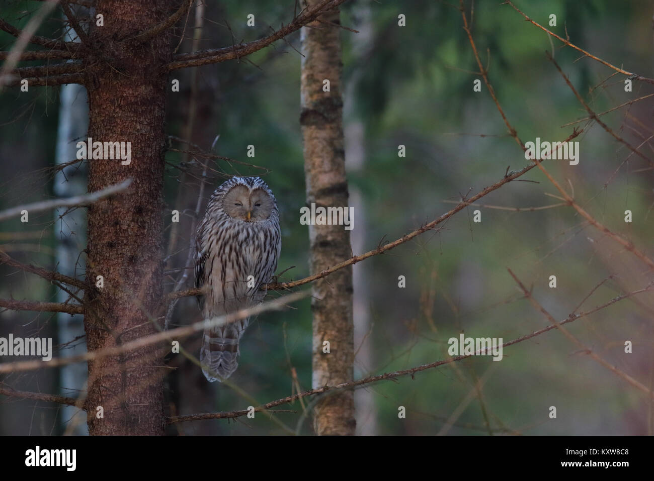 Wild Ural Owl (Strix uralensis), Europe Stock Photo