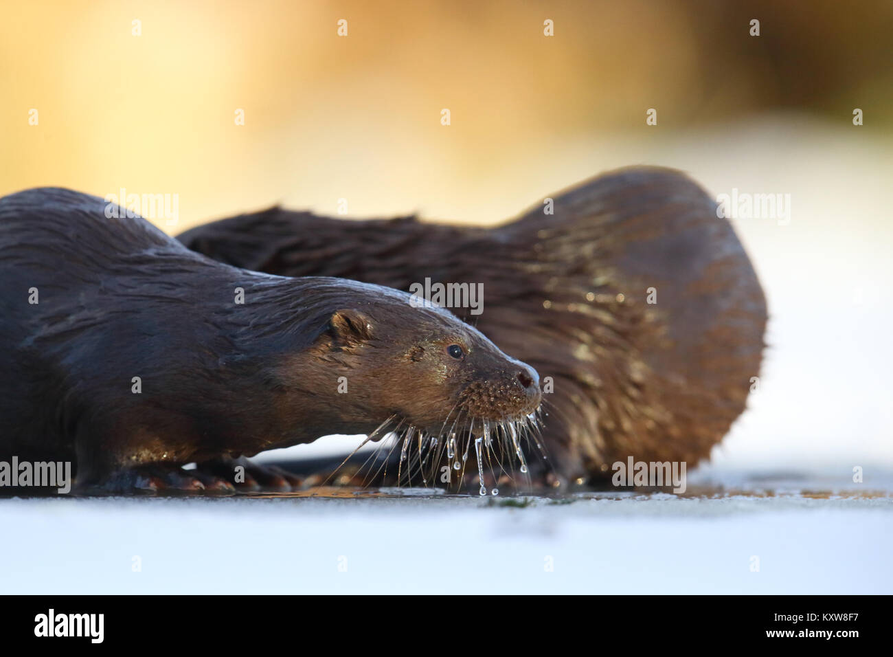 Wild European otters (Lutra lutra), Europe Stock Photo