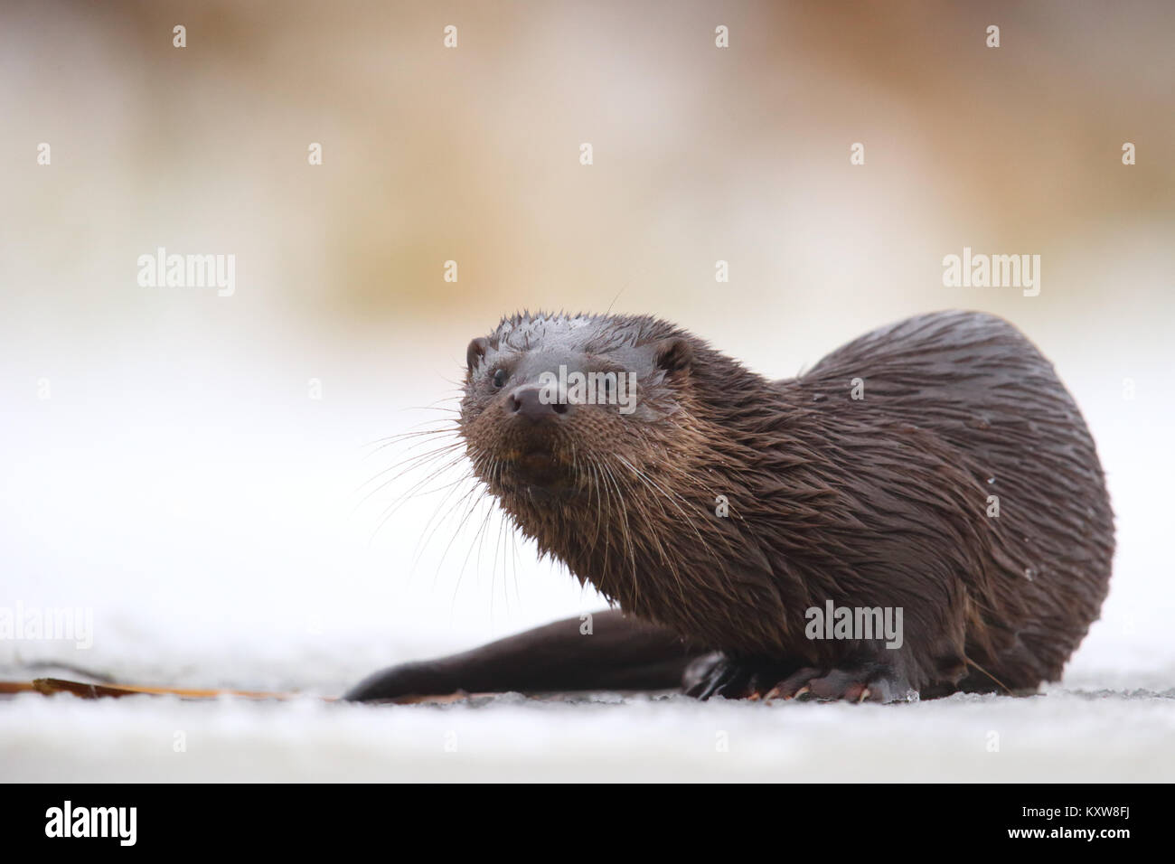 Portrait of Wild European otter (Lutra lutra), Europe Stock Photo