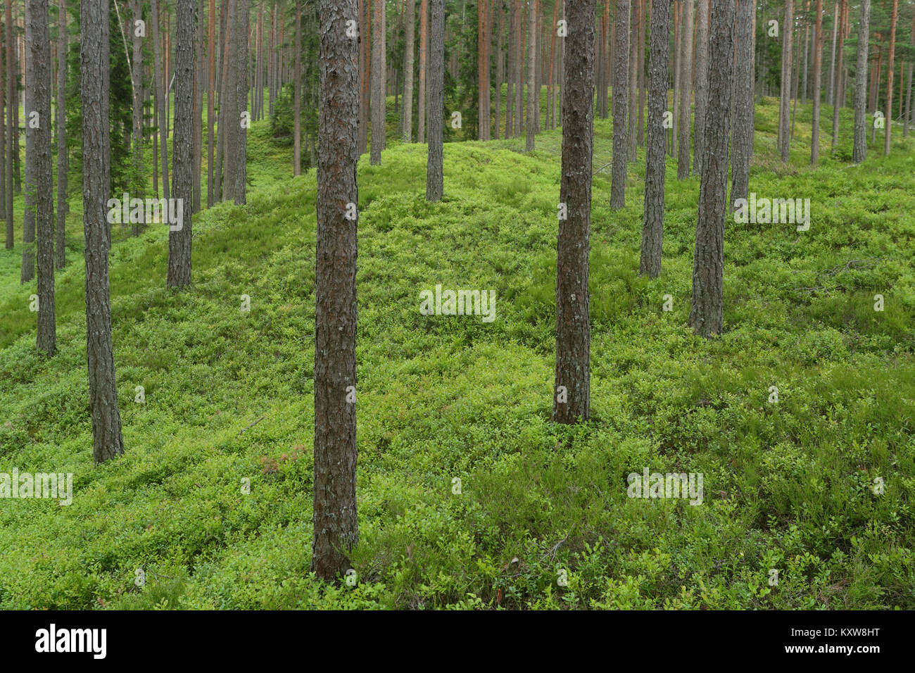 Pine trees in blueberrie forest, Hiiumaa island, Estonia, Europe Stock Photo