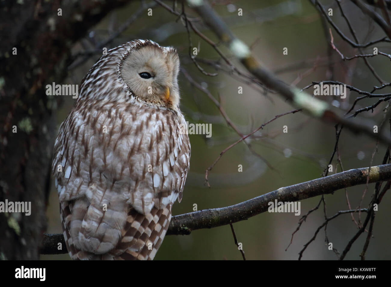 Portrait of wild Ural Owl (Strix uralensis), Europe Stock Photo
