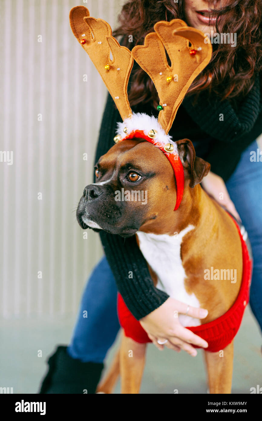 Boxer (Dog) with Antlers Stock Photo Alamy