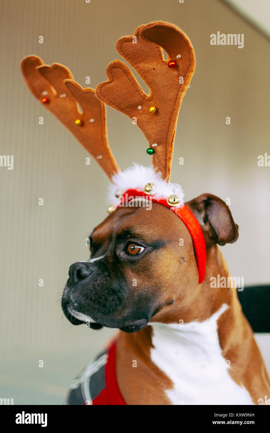 Boxer (Dog) with Antlers Stock Photo Alamy