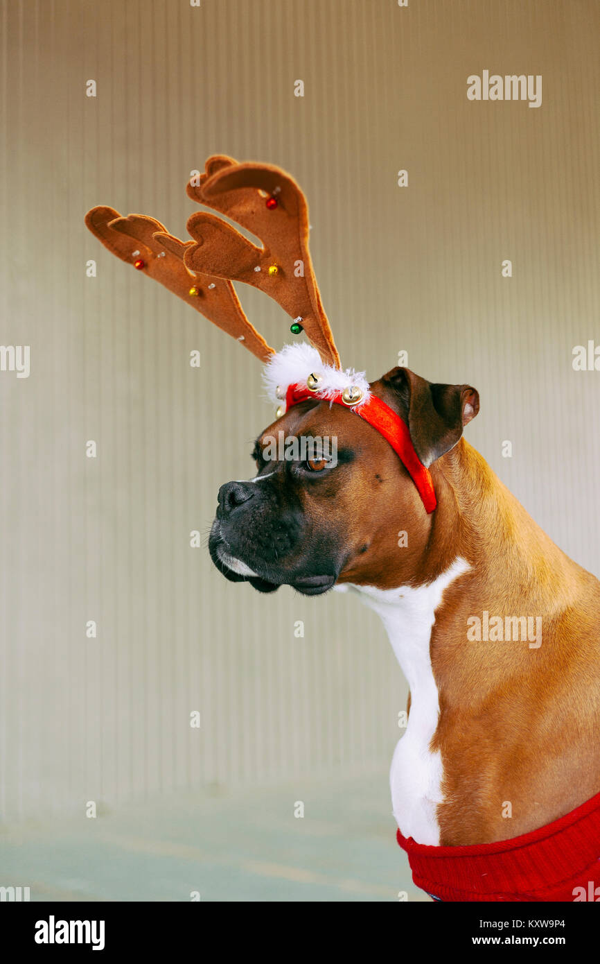 Boxer (Dog) with Antlers Stock Photo Alamy