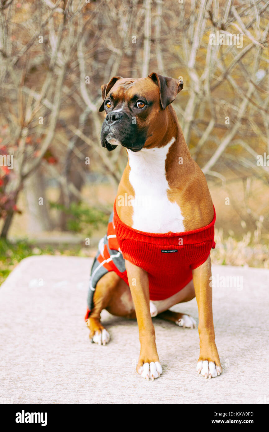Boxer (Dog) with Antlers Stock Photo - Alamy