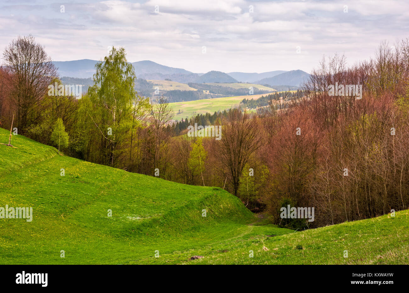grassy hills of mountainous rural area. beautiful countryside landscape ...