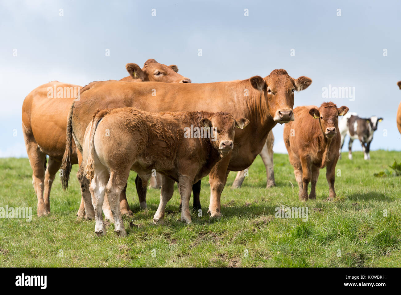 Pedigree Limousin cattle grazing on pasture in Cumbria, UK Stock Photo ...
