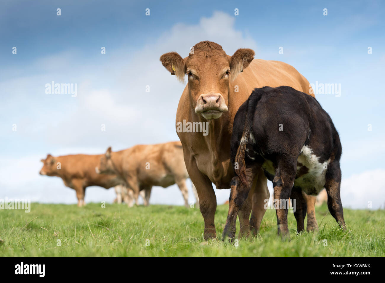 Limousin cow with calf drinking milk from its udder. Cumbria, UK Stock ...