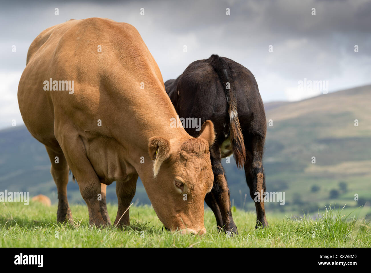 Limousin cow with calf drinking milk from its udder. Cumbria, UK. Stock Photo
