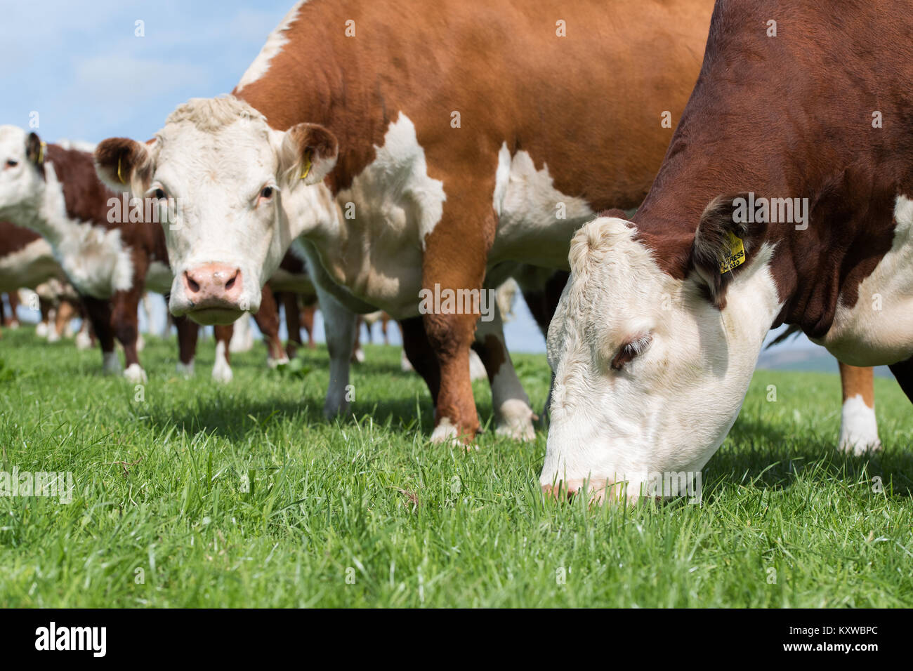 Red and white faced cattle hi-res stock photography and images - Alamy