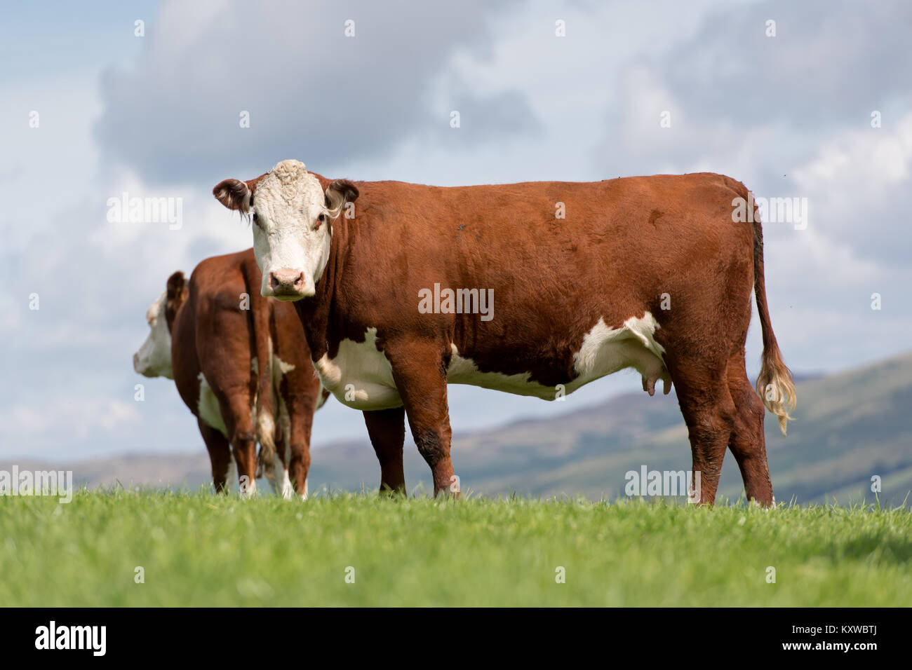Red and white faced cattle hi-res stock photography and images - Alamy