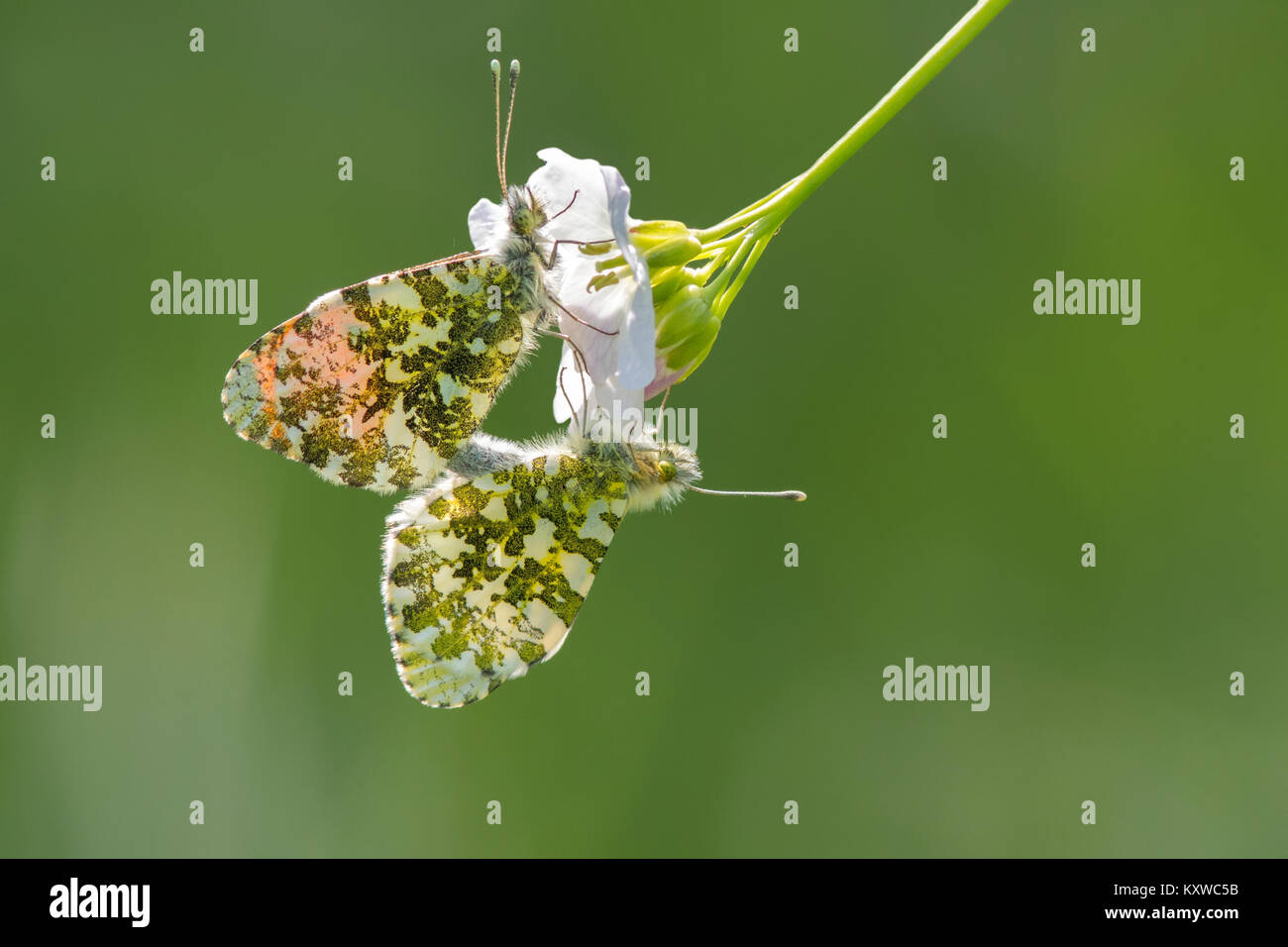 Mating Orange Tip butterflies (Anthocharis cardamines) on a cuckoo flower aka Lady's Smock (Cardamine pratensis). Cahir, Tipperary, Ireland. Stock Photo