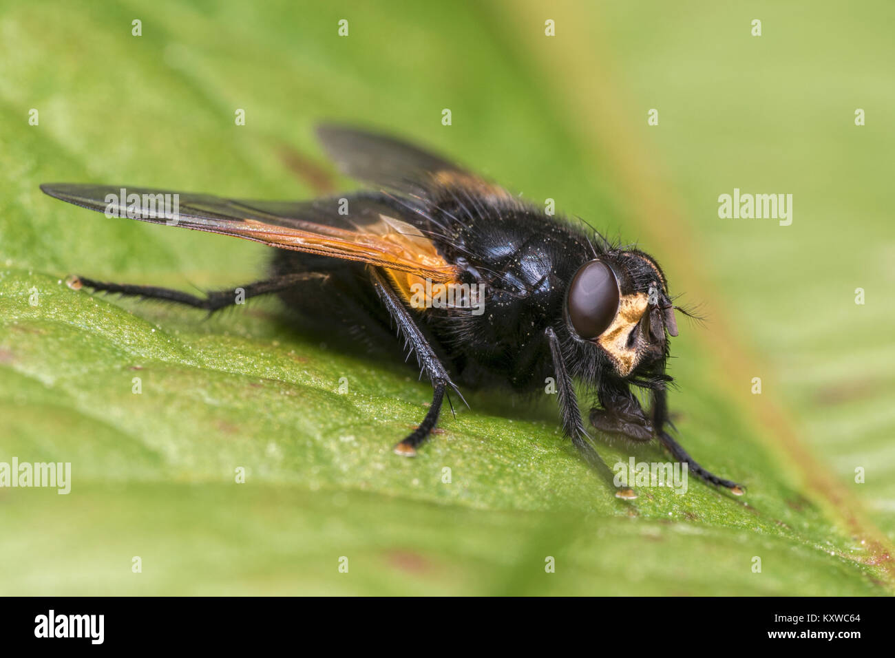 Noon Fly (Mesembrina meridiana) perched on a leaf. Cahir, Tipperary, Ireland. Stock Photo