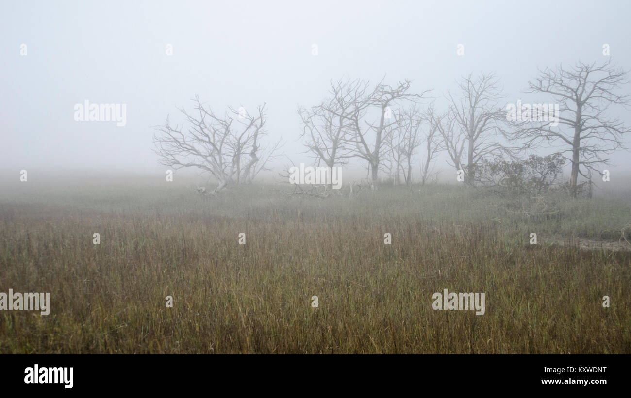 South Carolina fog. Stock Photo