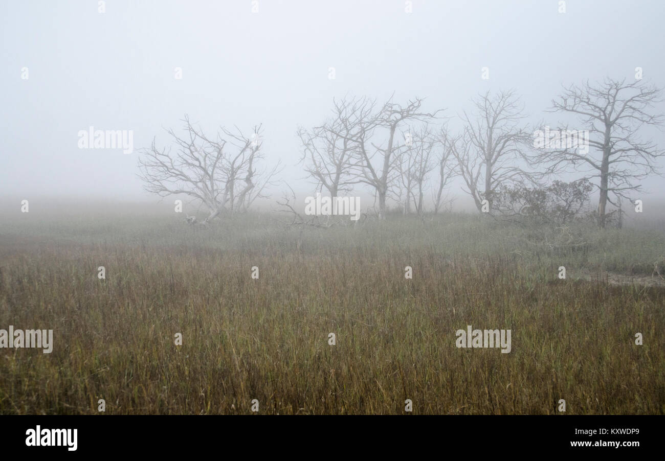 South Carolina fog. Stock Photo