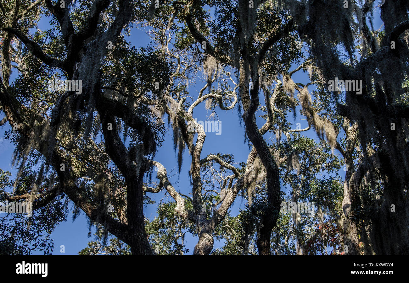 Remote and wild South Carolina swamps and spanish moss Stock Photo Alamy