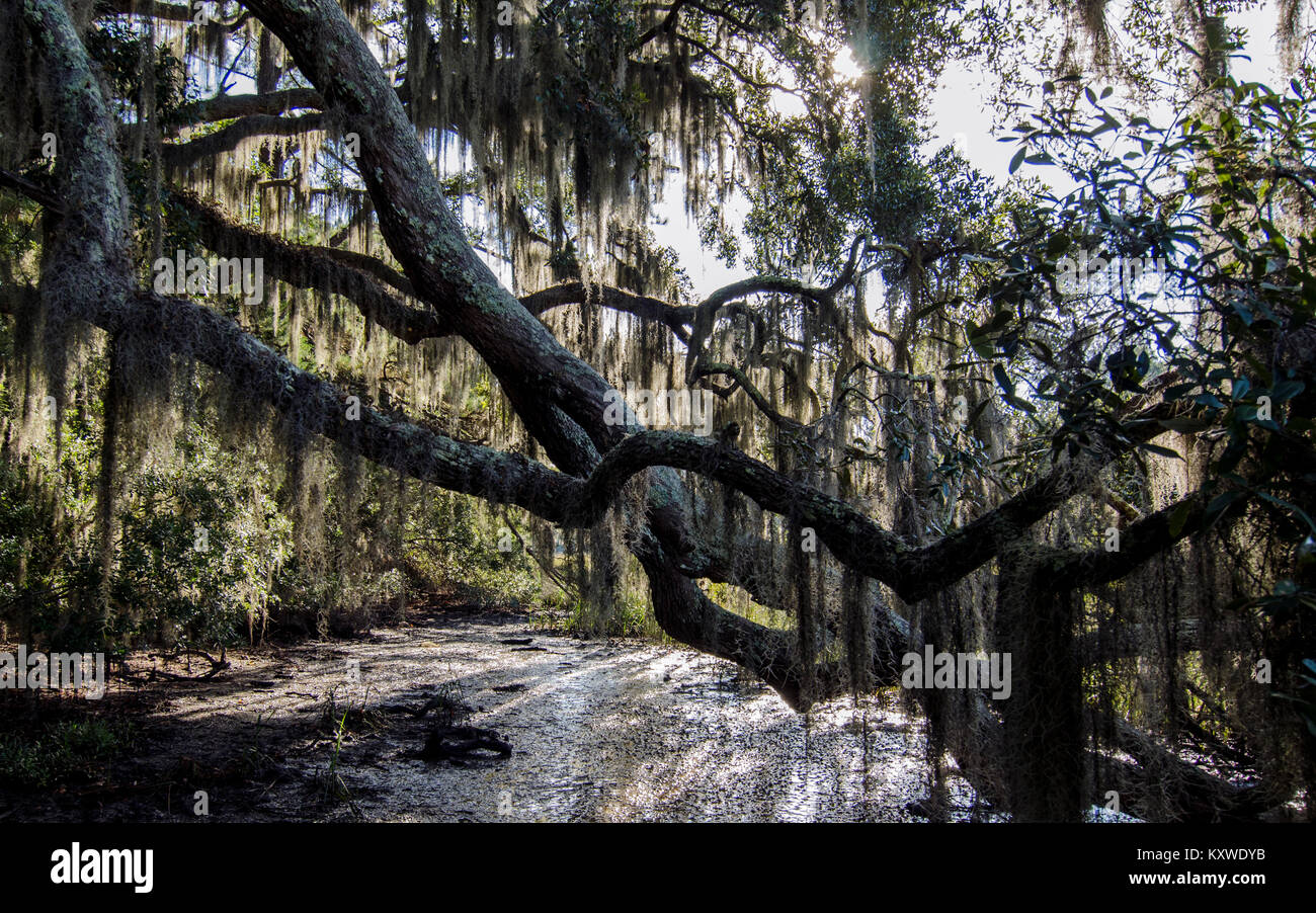 Spanish moss nature hires stock photography and images Alamy