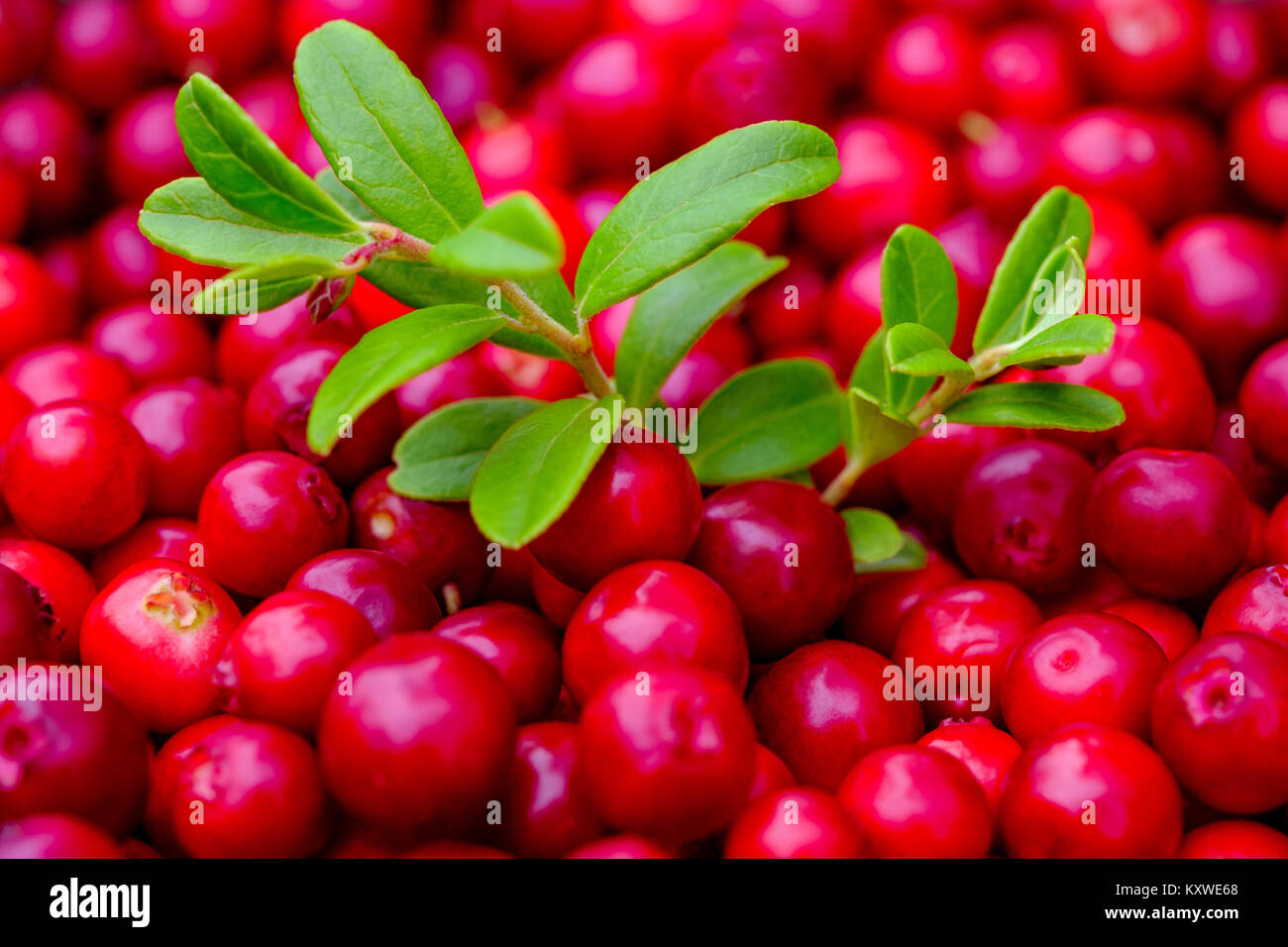 Lingonberries bowl on a rock Stock Photo