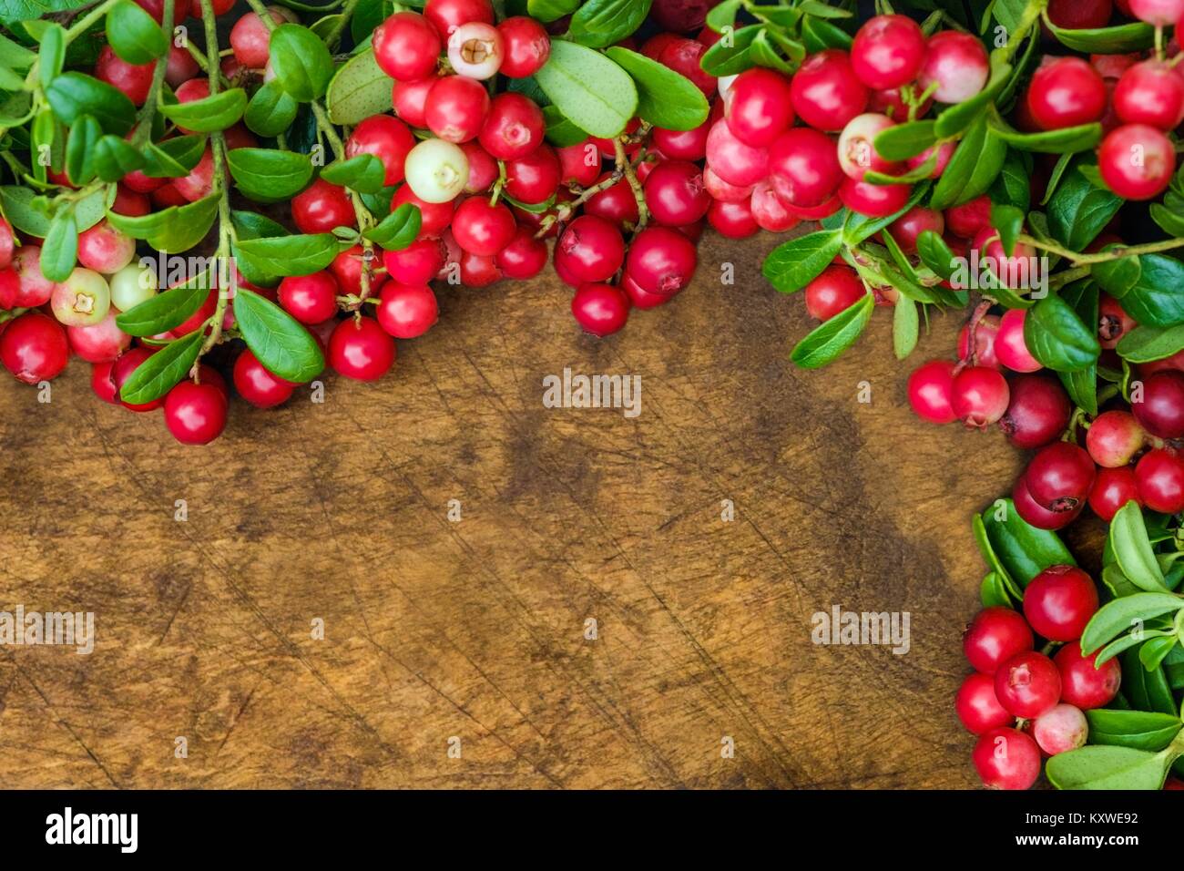 Lingonberry twig super berry with a healthy antioxidant Stock Photo