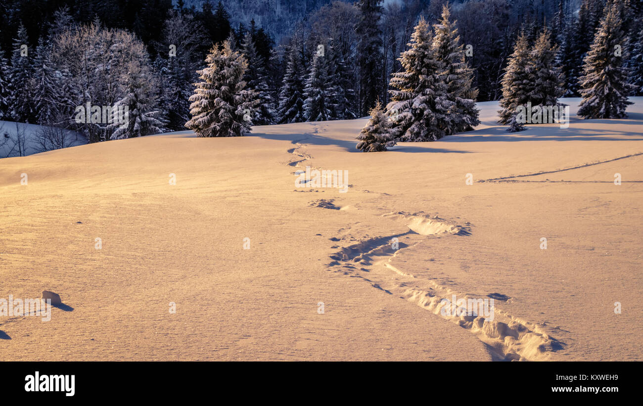Backcountry skiing in a snowfield splashing powder snow warmed by the ...