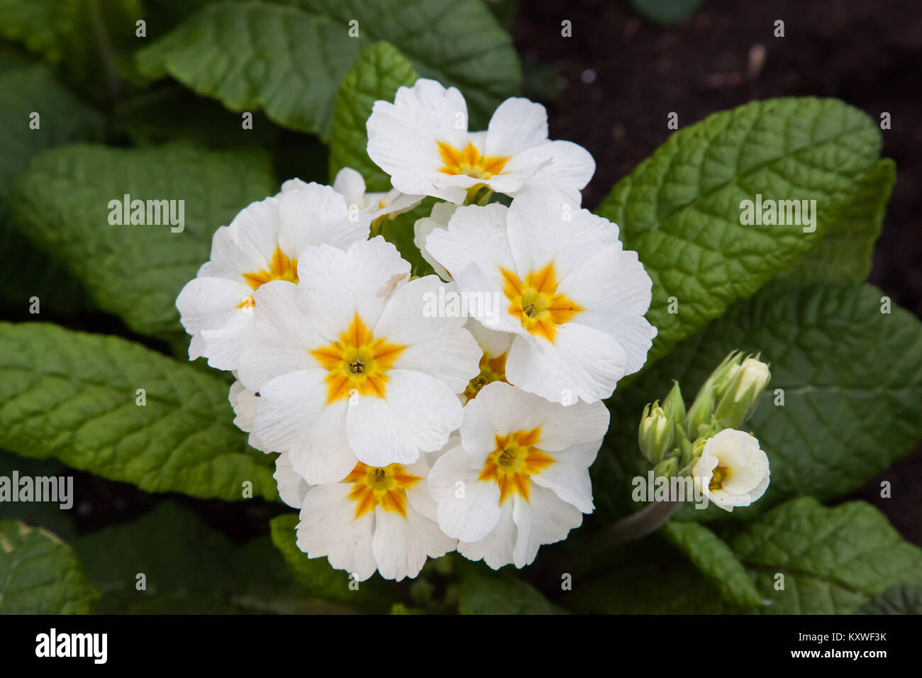 Flowers at Tower Hill Stock Photo Alamy