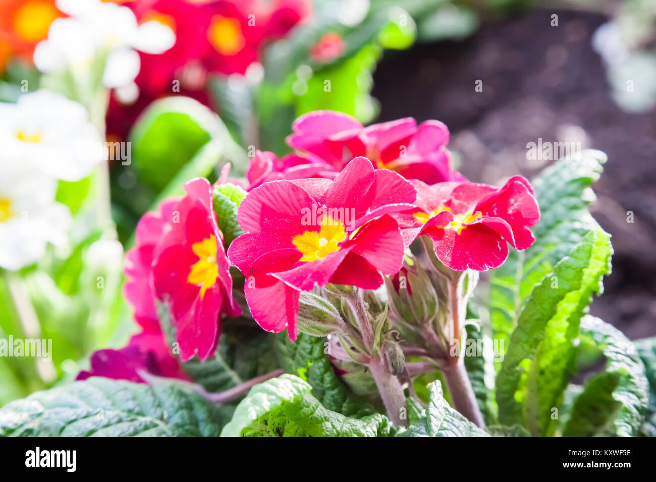 Flowers at Tower Hill Stock Photo Alamy