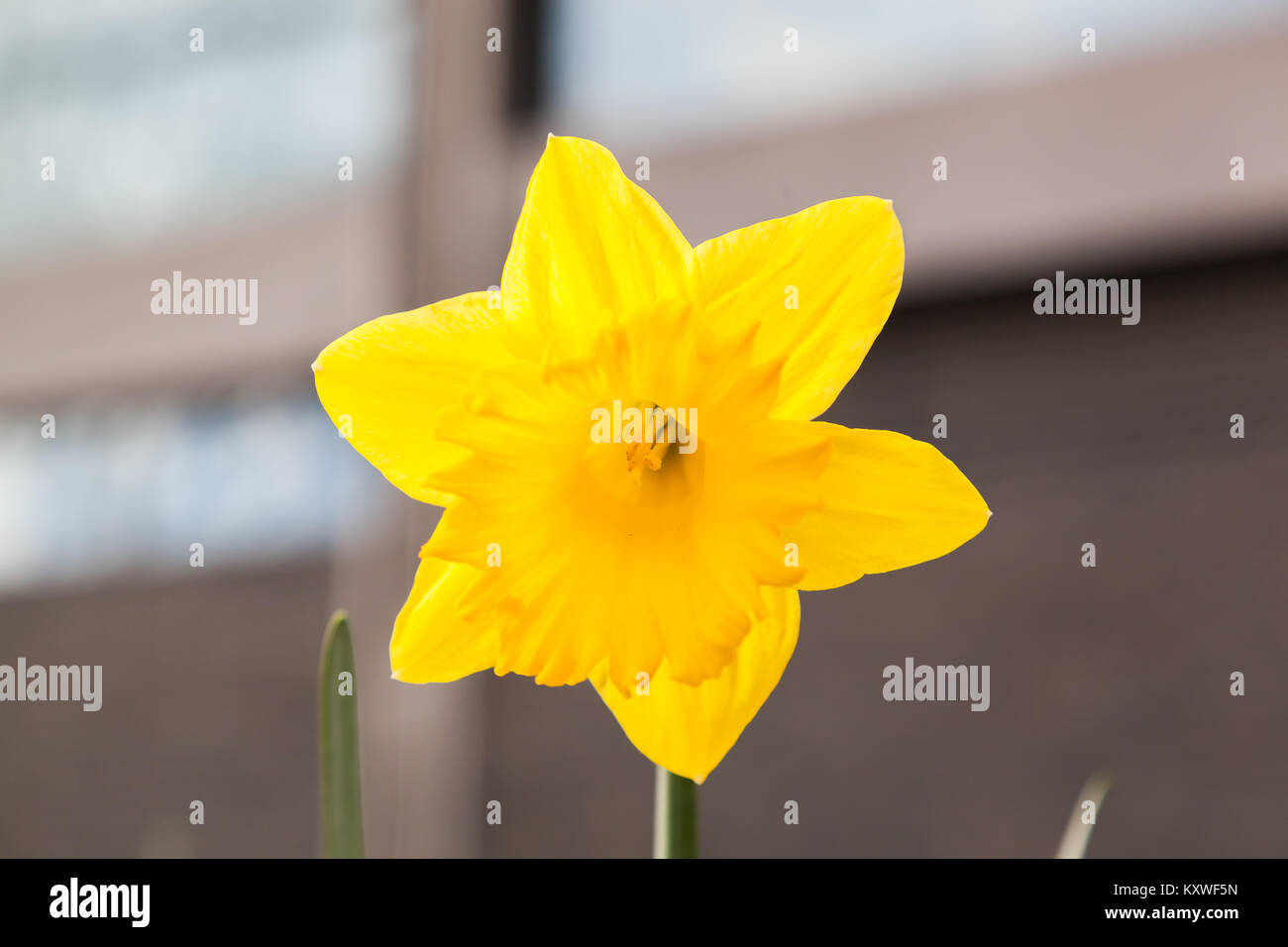 Flowers at Tower Hill Stock Photo Alamy