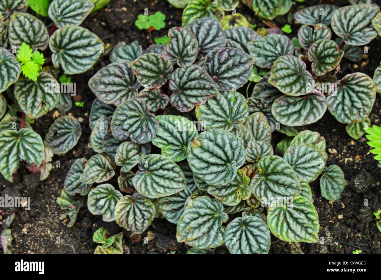 Peperomia griseoargentea plant in the garden in winter Stock Photo