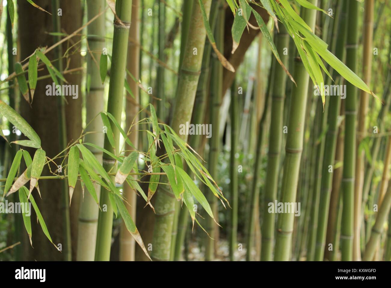 Forest of bamboo canes in the garden Stock Photo Alamy