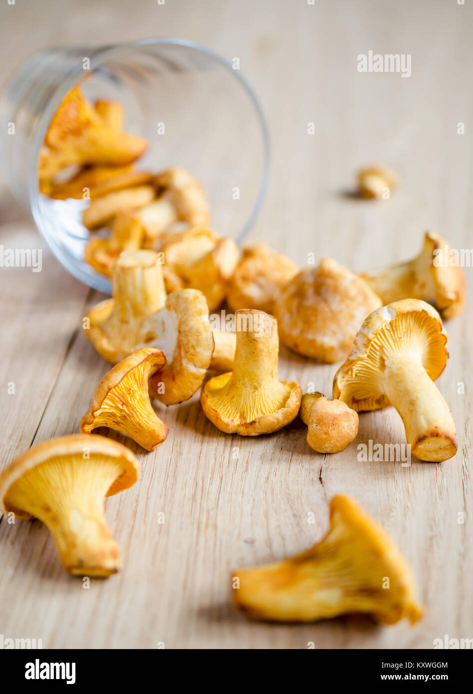 Black chanterelle cap hires stock photography and images Alamy