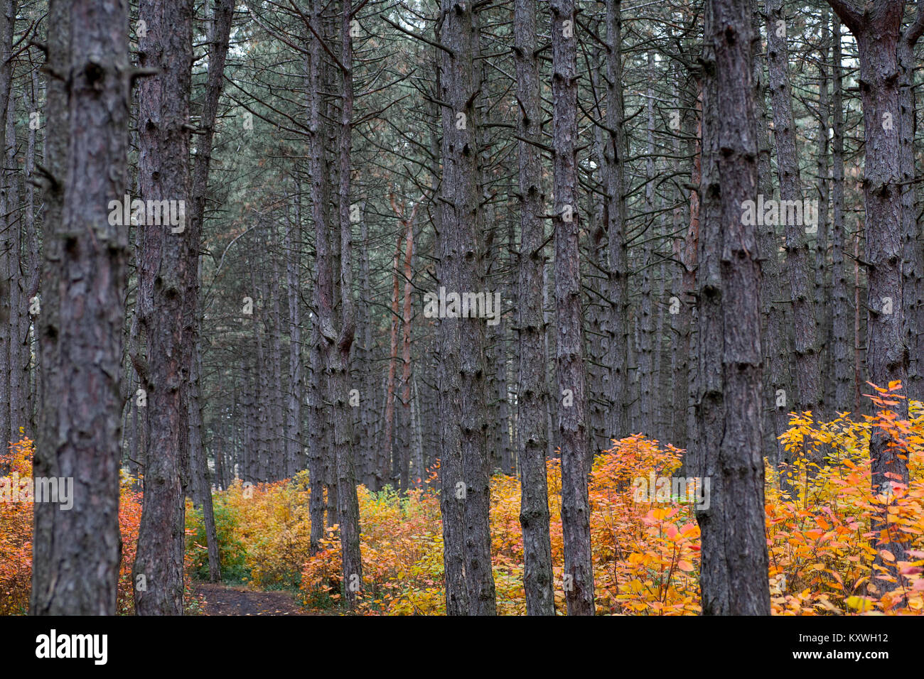 Trees in the forest,at autumn Stock Photo - Alamy