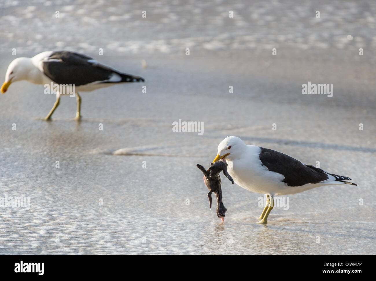 South africaeniscus demersus hires stock photography and images Alamy