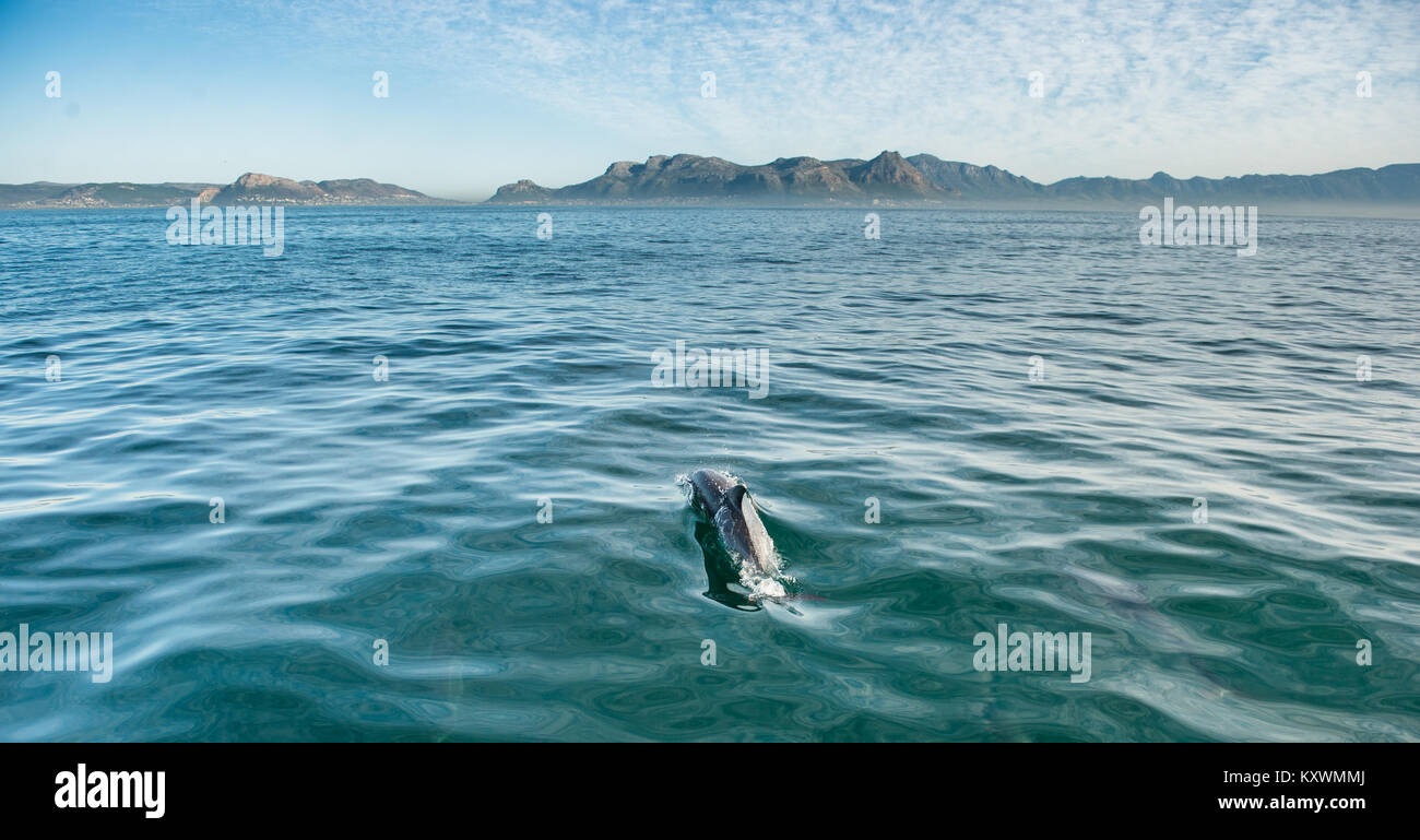 swimming dolphin in the ocean and hunting for fish. Dolphin jumping out of the water. The Long-beaked common dolphin (scientific name: Delphinus capen Stock Photo