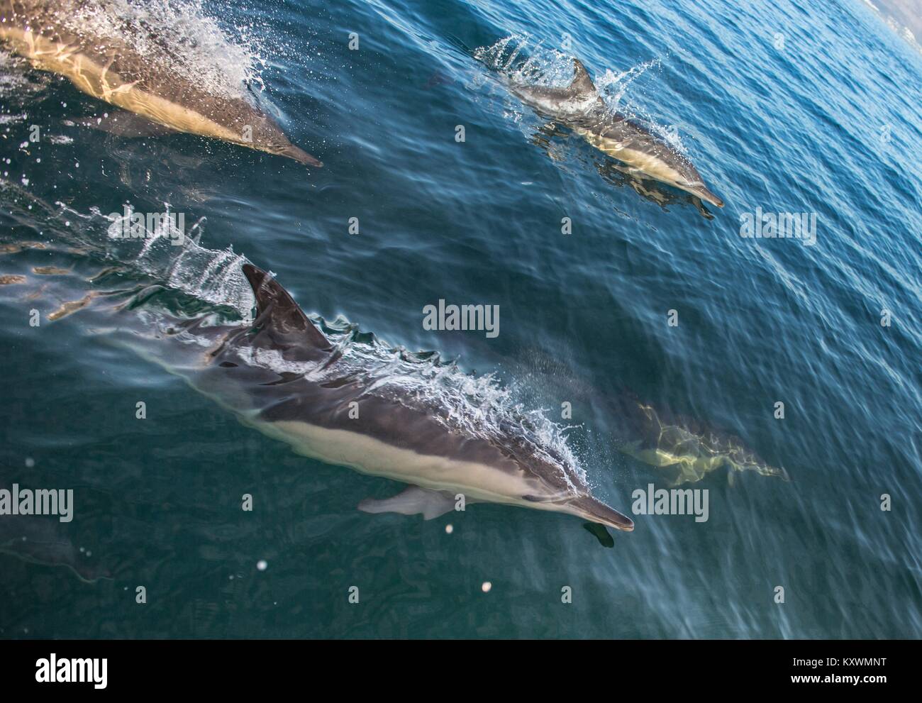 Group of dolphins, swimming in the ocean and hunting for fish. Dolphins swim and jumping from the water. The Long-beaked common dolphin (scientific na Stock Photo