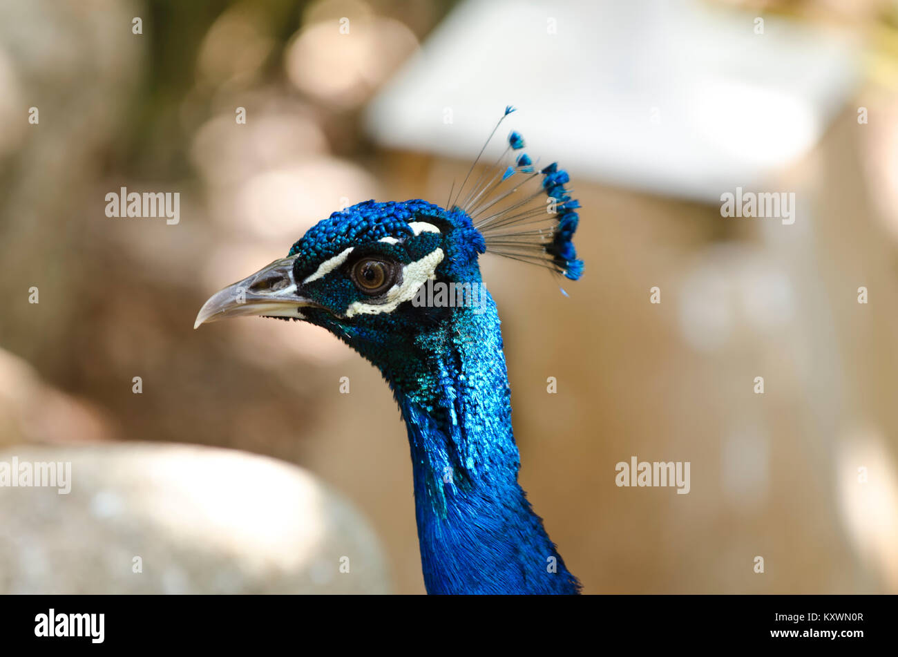 Peacock head portrait. Close-up Stock Photo