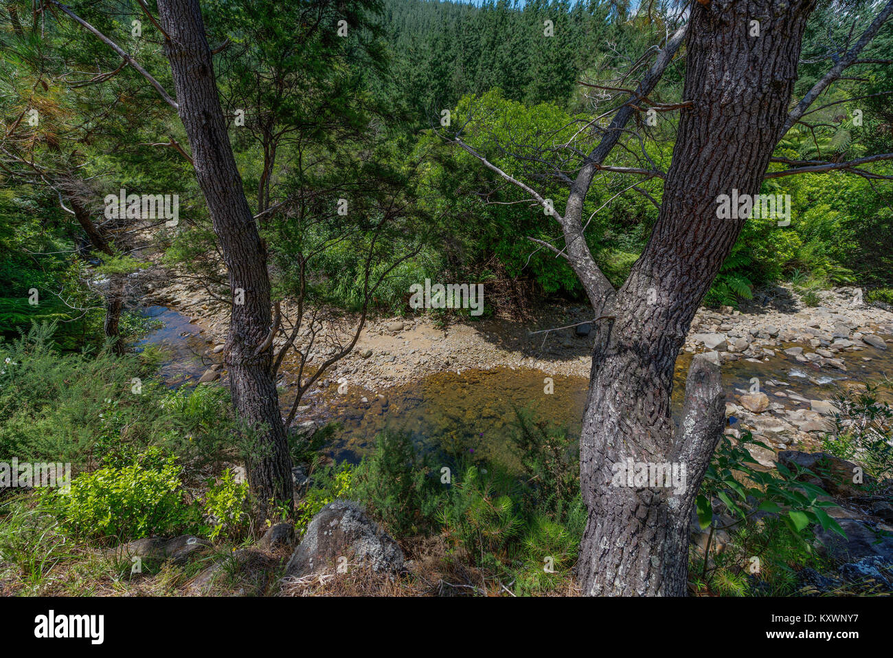 landscape and vegetation of Coromandel pensinsula, New Zealand Stock Photo