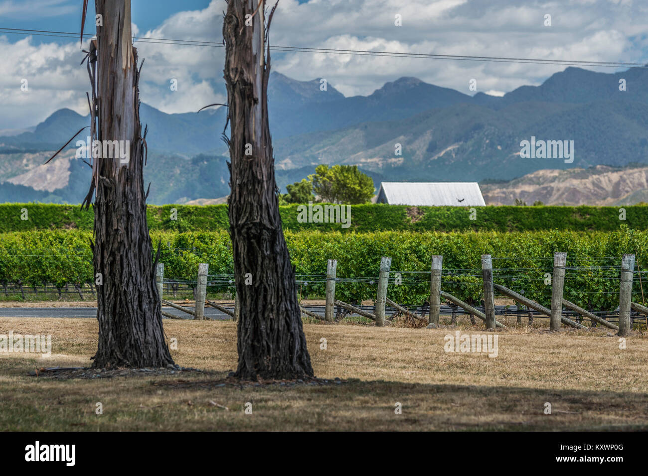 vineyards of Marlborough, New Zealand Stock Photo