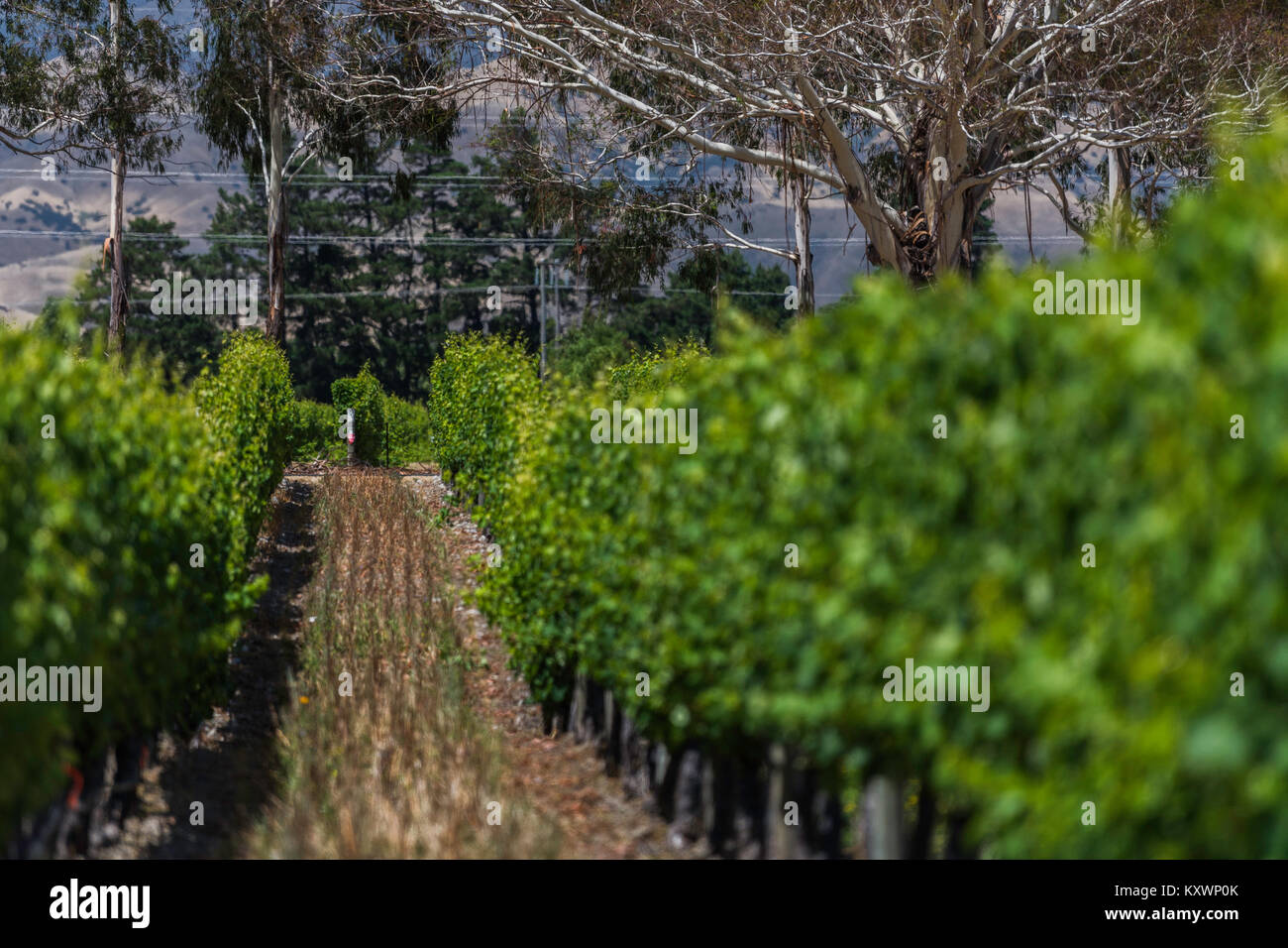 vineyards of Marlborough, New Zealand Stock Photo