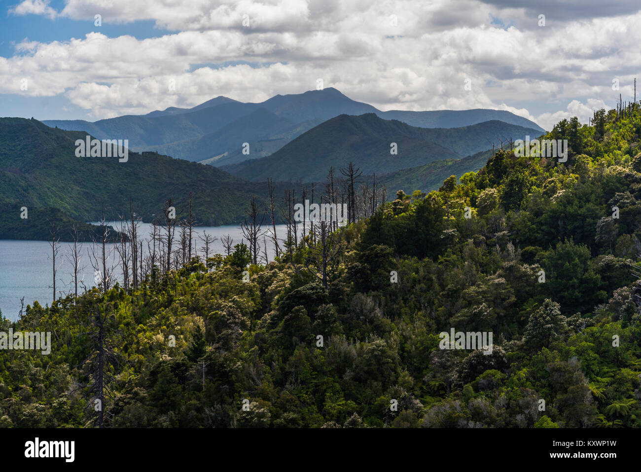 Marlborough Sound at Queen Charlotte drive, Marlborough, New Zealand Stock Photo