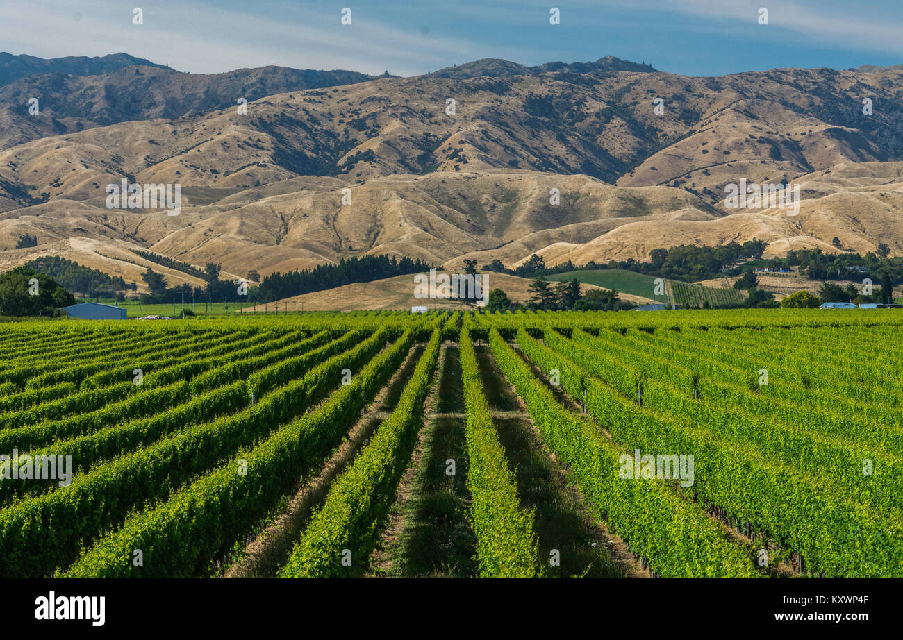 vineyards of Marlborough, New Zealand Stock Photo