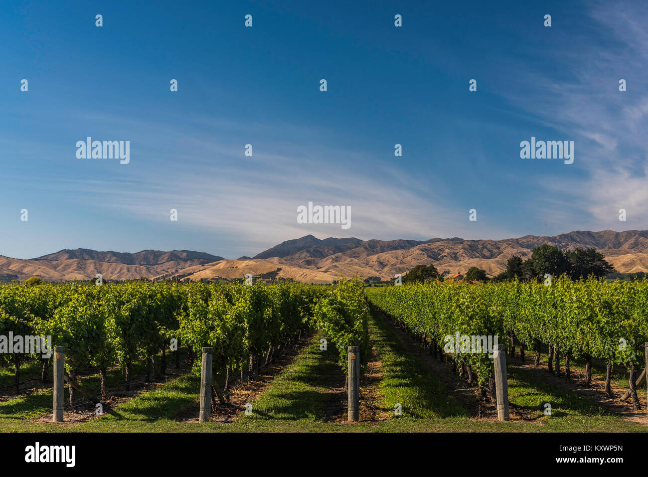 vineyards of Marlborough, New Zealand Stock Photo